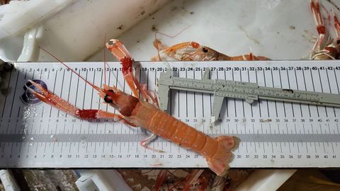 Una de las cigalas recogidas por investigadores del IEO en el noroeste de Galicia, a bordo del buque oceanogr�fico �ngeles Alvari�o, en junio del 2026.