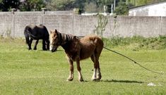 Los animales est�n en una finca en la zona de la iglesia de Santa Rita de Xuvia.