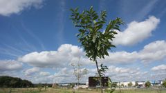 El nuevo bosque est� situado entre As G�ndaras y O Ceao