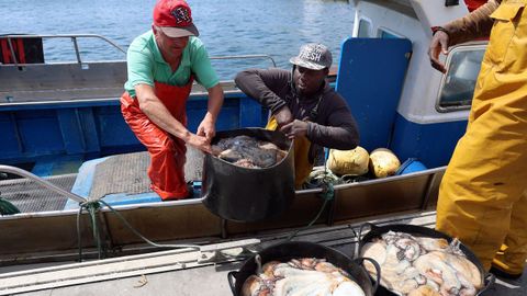 Pescadores descargando pulpo en Ribeira, puerto líder en Galicia en primera venta de este cefalópodo