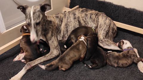 Macarena, con sus cachorros, en la casa donde han sido acogidos en Ortigueira