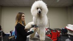 Lugo, capital canina de Espa�a