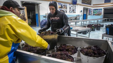 Primer d�a de extracci�n de erizo en Agui�o en la campa�a del 2026