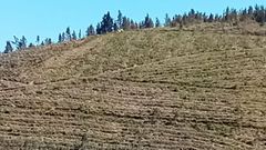 Lugares como la parroquia de A rrea (Riotorto) son un ejemplo de la extensin de la superficie forestal en las ltimas dcadas