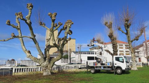 Poda de �rboles en el Campo da Feira de Paiosaco