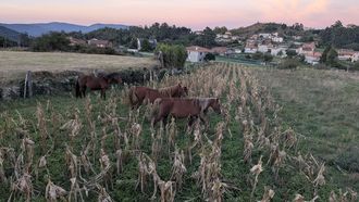 Los caballos atraviesan una finca en la parroquia de Chandebrito en Nigr&aacute;n.