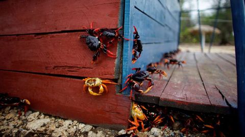 Cangrejos rojos caminan desde los bosques al mar para desovar en playa Gir�n (Cuba)