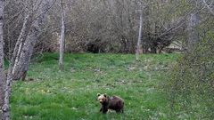 Osezna �ndriga apura �ltimos d�as semicautiva antes de volver a medio natural