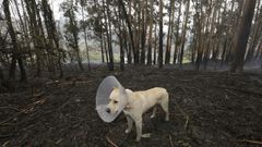 Golfo, el perro de Manuel Mart�nez, vecino de A Cabana, en el monte calcinado