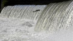 Un salm�n salta un caneiro no r�o Ulla para remontar a corrente