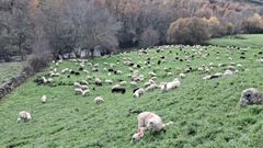Un reba�o de ovella galega pasta en uno de los prados de finca A Ciruxana