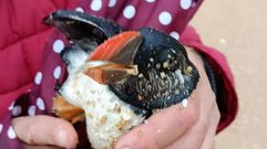 Un frailecillo rescatado en A Lanzada