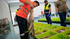 Subasta de pulpo a principios de agosto en Ribeira, referente del octpodo fresco en Galicia