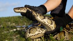 Una serpiente pitn, en una imagen de archivo