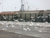 Sanmart�n indic� que el puerto atrae a una numerosa colonia de gaviotas que anida despu�s en la villa. 