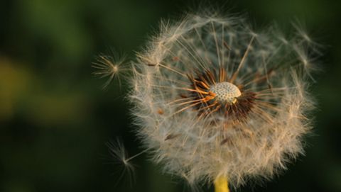 Tras la floraci�n las semillas de diente de le�n quedan sujetas a una especie de paraca�das