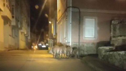 Una piara de jabal�es fue vista de noche por el casco hist�rico de Laxe