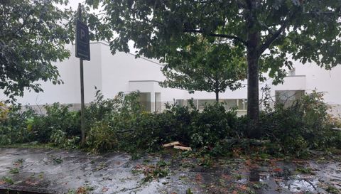 rbol cado en la avenida de Castelao, junto a la Facultade de Xornalismo