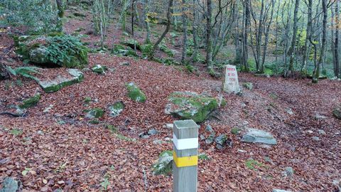 Hayedo de Busmayor. Uno de los lugares mgicos es la zona de la Piedra de los Poetas