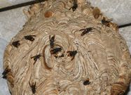 <span lang= es-es >Com�n</span>. Las obreras miden menos de dos cent�metros y son amarillas y negras. Son considerados insectos beneficiosos, puesto que son polinizadoras y ayudan a controlar plagas. 