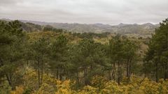 Imagen de archivo de un bosque ourensano