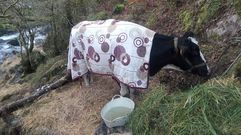 Exigen medios para rescatar a la vaca atrapada en el r�o Deza desde el viernes