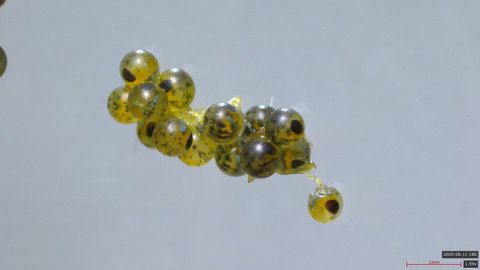 Un proyecto que abre nuevas puertas a la acuicultura en Galicia