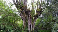 El aliso m�s grande de Galicia, en el r�o Loira, Mar�n