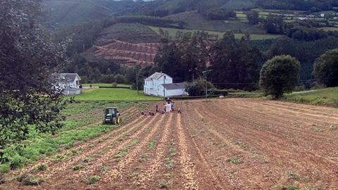 Productores como Javier Miranda, que conduce el tractor de la imagen, destacan el valor de patatas recogidas a mano 