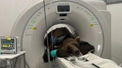 El oso Carmo, en el hospital veterinario de Lugo. 