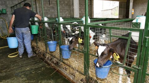 Imagen de archivo de terneros de recr�a en una granja 