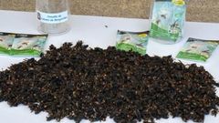 Velutinas capturadas en Cabana en las primeras semanas de trampeo