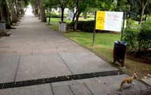 Algunos gatos callejeros viven en el parque de Jos� Mart�.