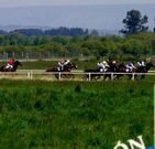 En la zona del hip�dromo hay fincas que precisan siega.