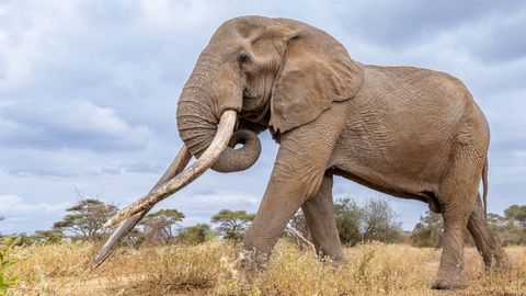 Craig, uno de los �ltimos elefantes con colmillos gigantes de �frica.