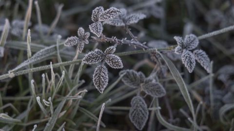Las temperaturas m�nimas negativas formar�n heladas generalizadas a partir de este domingo