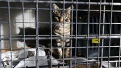 Ejemplar felino atendido en las instalaciones de la Sociedad Protectora de Animales y Plantas de Lugo. La entidad cuenta en la actualidad con una veintena de gatos en su albergue y mantiene a m�s de un centenar distribuidos en una red de casas de acogida.