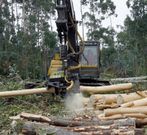 Los productores de eucalipto est�n citados hoy. 