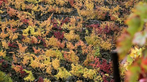 Vias en bancales con el colorido caracterstico del otoo en la ribera del Sil en Doade