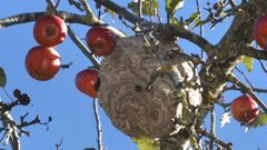 Un nido de velutinas en un rbol, en As Nogais (Lugo), en una imagen de archivo.