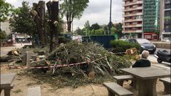 Poda en la plaza de Am�rica