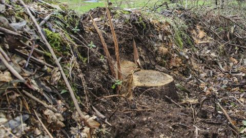 Imagen de archivo de una tala de eucaliptos 