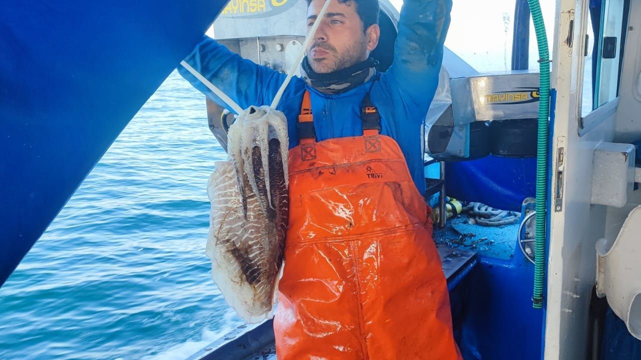 El choco entra en veda en la zona interior de la ría de Arousa