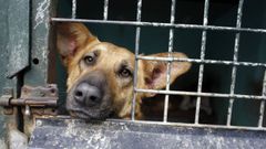 Un perro, en la Protectora de Animales y Plantas de Lugo