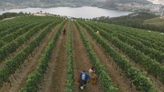 Vi�edos de Vi�a Costeira