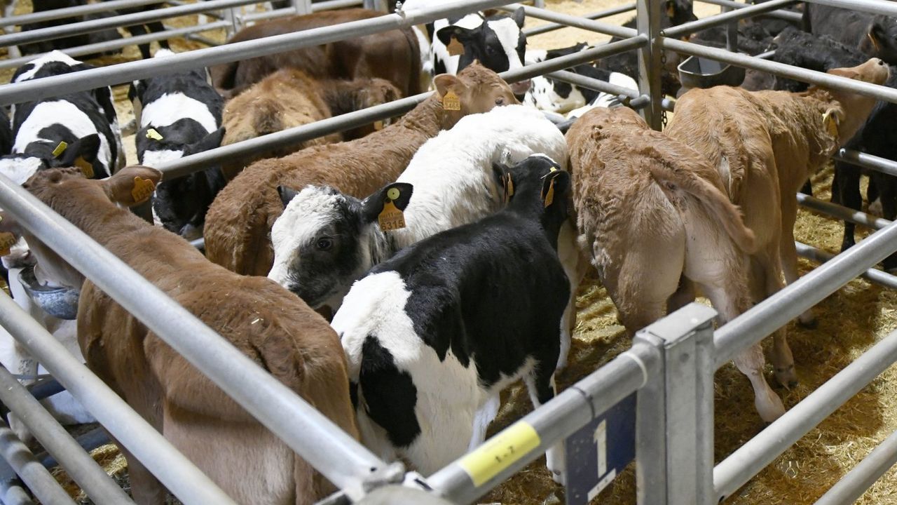 Los compradores de la recría amenazan con plantar la primera puja 100 % digital de la lonja de ganado de Silleda