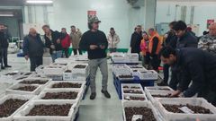 Trabajadores de Paco Moinelo, en plena subasta de marisco ayer en la lonja de A Coru�a