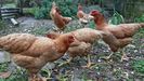 La compra de gallinas y de pollos necesita en Galicia la existencia de una alta tramitada ante la Xunta.