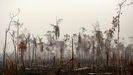 Imagen del Amazonas en Brasil