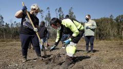 Amicos realiz en el 2022 una plantacin de diez hectreas de terrenos en Leiro a cambio de la cesin de los derechos de emisiones.